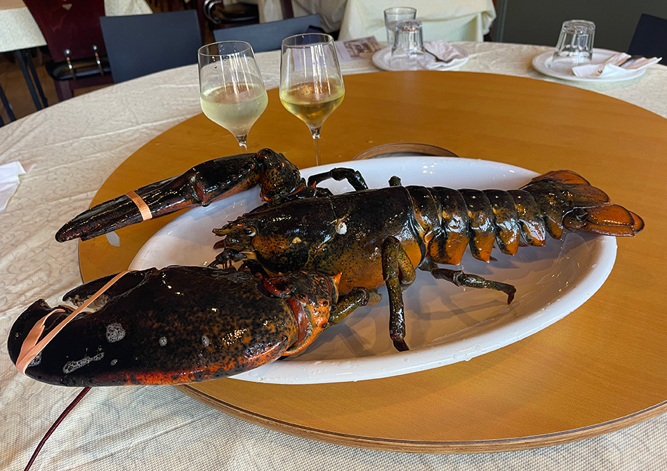 Maine Lobster
